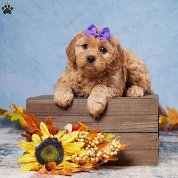 Harper, Cavapoo Puppy